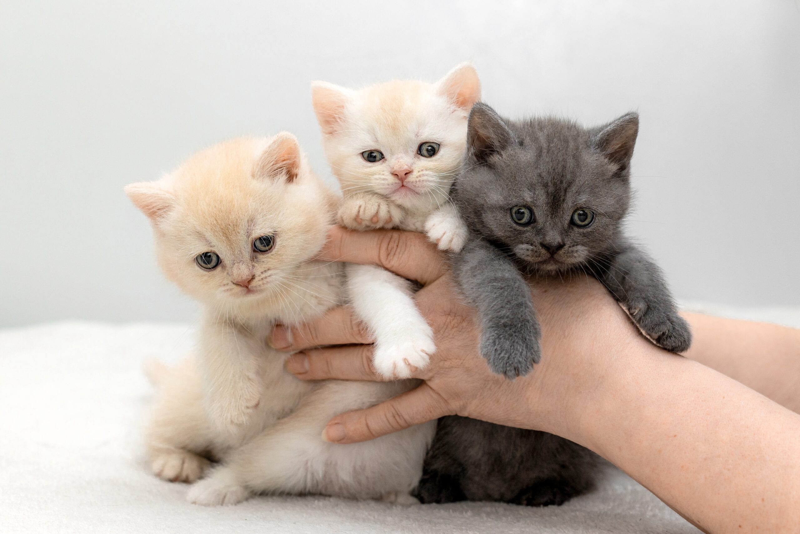British,Kittens,Blue,And,Cream,Color,Poses,In,Their,Hands chatons