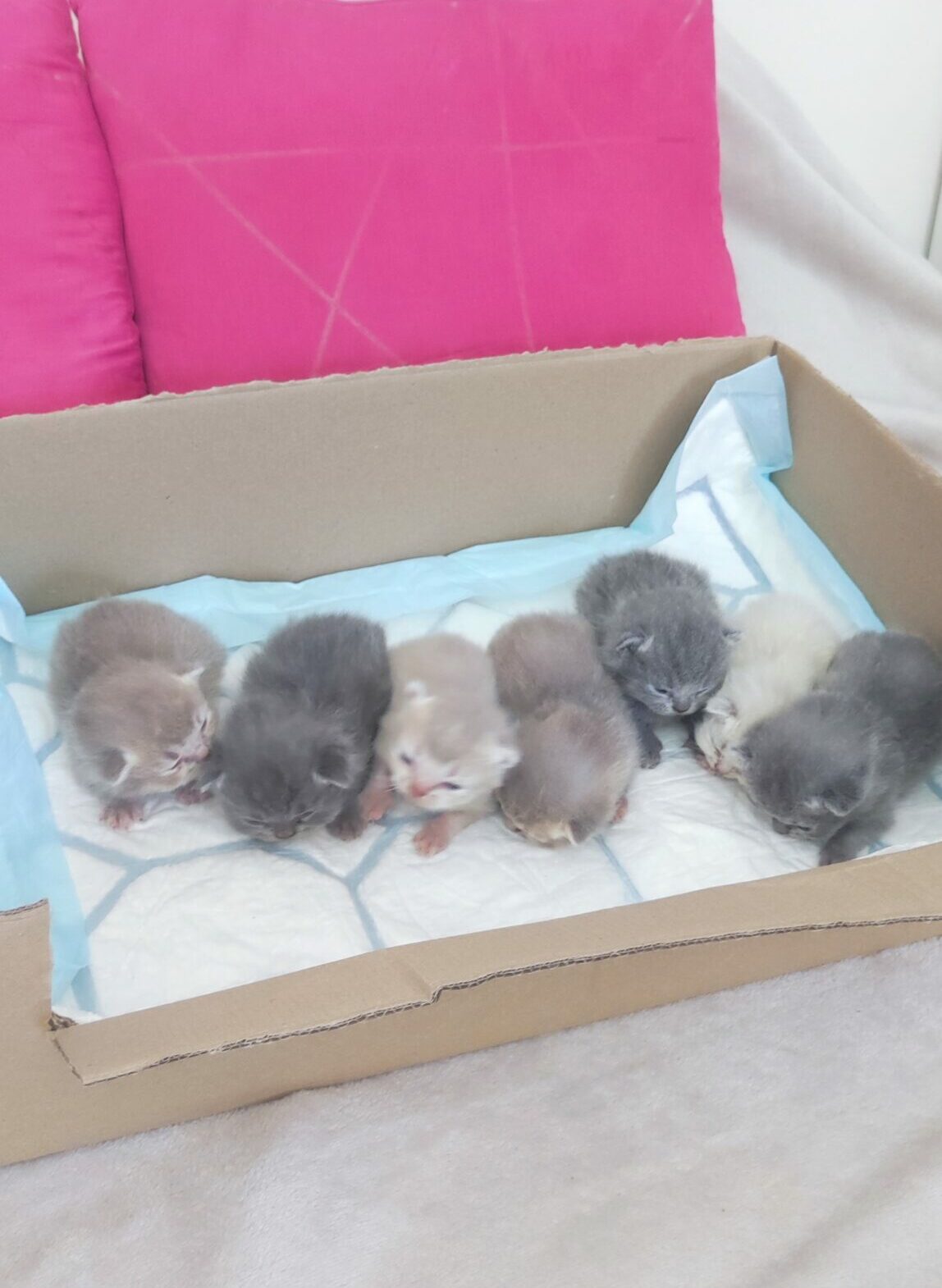chatons